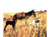 Ass bred in Palestine (Equus asinus).